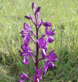Les chemins d'Eléonore - Concerts, spectacles, expositions