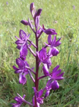 Les chemins d'Eléonore - Visites guidées dans un jardin riche en biodiversité