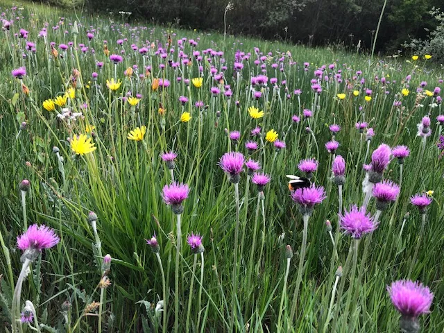 Les chemins d'Eléonore - Visites guidées dans un jardin riche en biodiversité