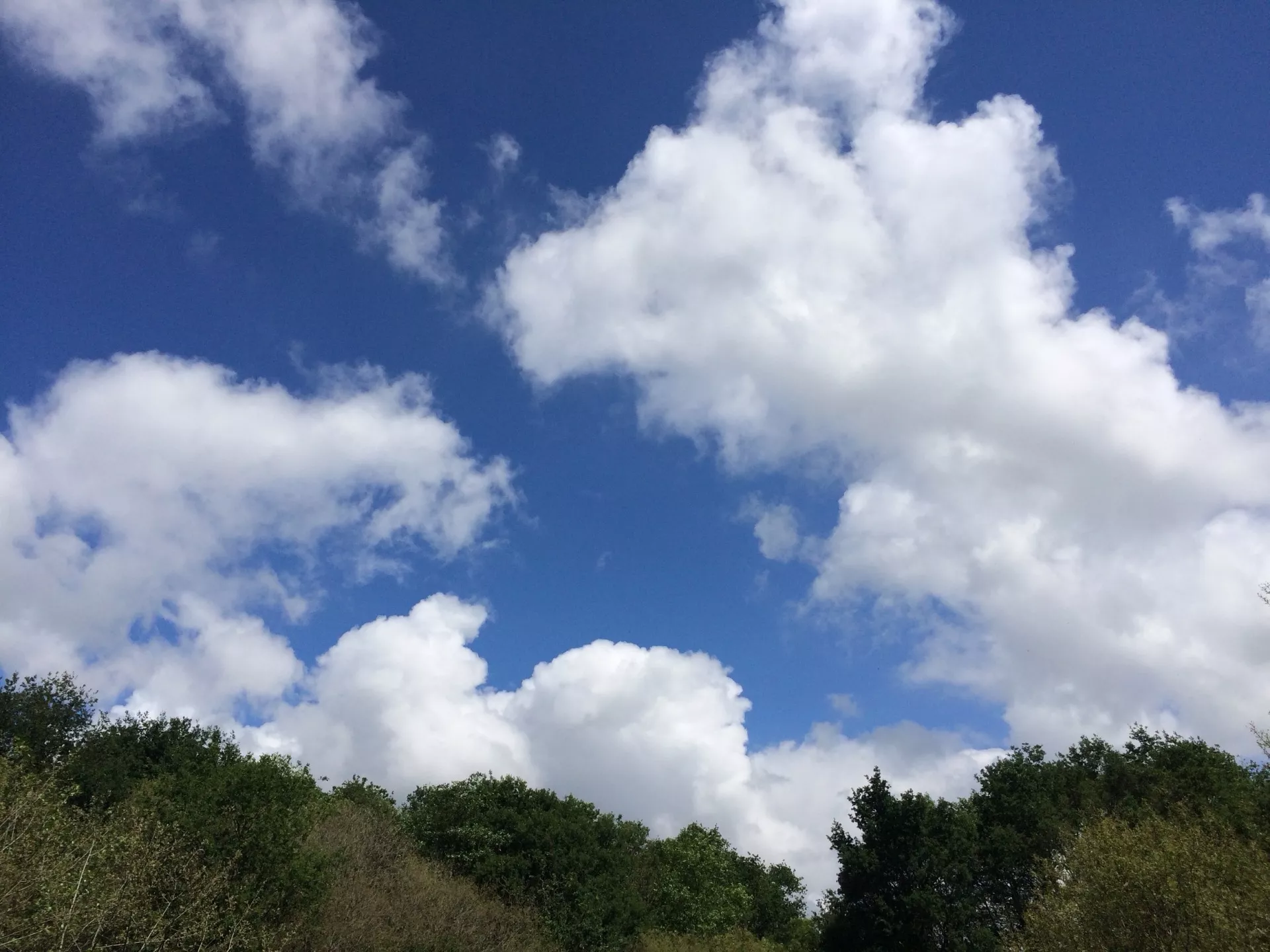 Visites guidées des chemins d'Eléonore. Visite d'un petit coin de nature riche en biodiversité dans le Morbihan.